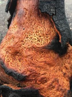 essence-of-nature:   A burned tree with unusually patterned wood