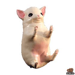 jellygummies:  Pocket pup II