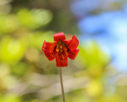 steepravine:  Coast Lily StudyI don’t see this lily often,