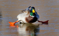 allcreatures:   A mallard duck attempts to walk on a frozen pond