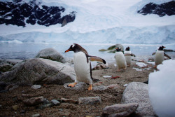 killing-the-prophet:  Penguins come ashore in Neko Harbour, Antarctica,