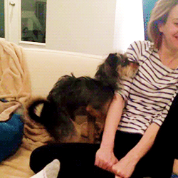jmcrrison:  Sarah being humped by ‘Luther’ 