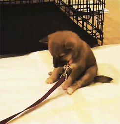 departured:  chambergambit:  Shiba Inu puppy, 7 weeks old.  so