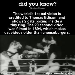 did-you-kno:  The world’s 1st cat video is credited to Thomas