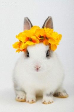 ainawgsd: Bunnies With Flower Crowns