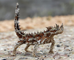 reptiglo:  Thorny Devil lizard - Moloch Horridus by pojic on