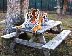 alltiger:  A Tiger by fennecx  