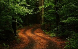 Forest Road Wallpaper - Beautiful Wallpapers en We Heart It.