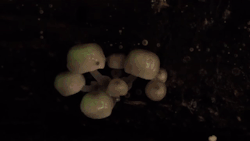 nubbsgalore:mycena chlorophos, a bioluminescent mushroom. in