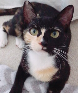 mostlycatsmostly:  this is my baby, Bella!(submitted by @the-re-za)