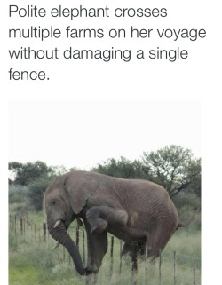that-big-gay-impala:  elephants are the canadians of the animal