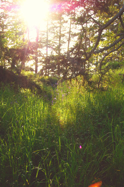 tuaari:how beautiful is this little meadow though?? 