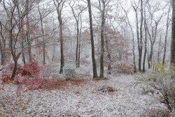 iseultsdream:  First snow today, Tues Nov 12 - the red leaves