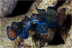 Undersea rainbows (Mandarin Dragonets)