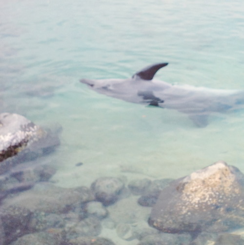 61kb:   yes to dolphins 