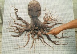 In December 1998, a common octopus was captured in Matoya Bay,