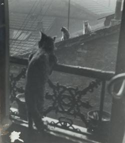 poboh:  Réunion de chats, 1948 , Edouard Boubat. French (1923