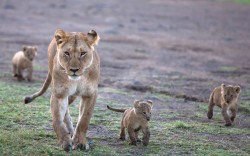 Prideful (lioness with her cubs)