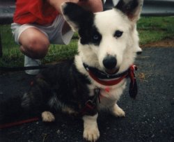 OCD: Obsessive Corgi Disorder