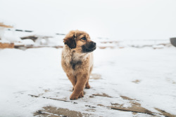 handsomedogs:  Zach Allia | "Pose!“ 