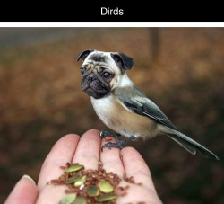 death-by-lulz:  tastefullyoffensive: Dirds (Dogs + Birds)Previously: