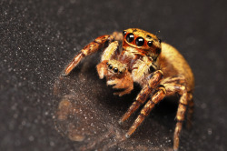 realmonstrosities:  adorablespiders:  jumping spider with spiderling