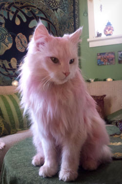 voiceofnature:  So I dyed my cats pink with leftover beet water.