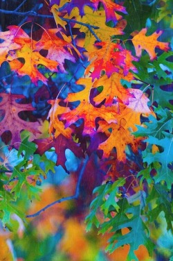 itssimplyashley:  Extraordinary colors of fall leaves  
