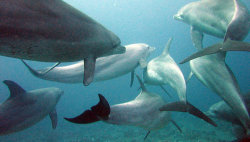mothernaturenetwork:  Wild dolphins found getting high on pufferfish
