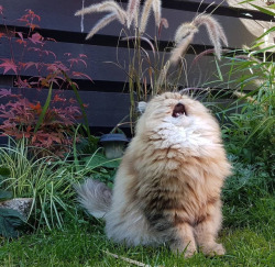 awwcutepets:  Sneezing cat �
