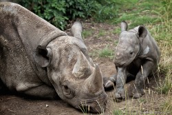 brookshawphotography:  Rhino calf Embu was the THIRD Eastern