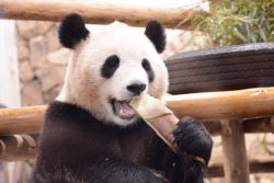 giantpandaphotos:  Youhin at Adventure World in Wakayama, Japan,