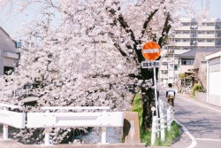 uki-snaps:今年は早いなーほんと。 でもありがたいことに今年はタイミングよくたくさん桜が撮れました🌸