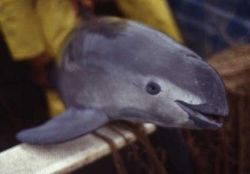 sixpenceee:  The vaquita is the world’s smallest porpoise and