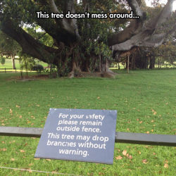 advice-animal:  Beware Of The Treehttp://advice-animal.tumblr.com/