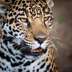 sdzoo:  Big Cats at the San Diego Zoo and @sdzsafaripark by Marco