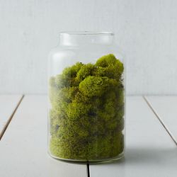 thouswell:Reindeer Moss / west elm