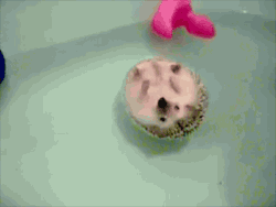 gifss-heaveen:  Click HERE for more gifs ! 