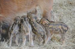 scalestails: zooborns:  African Red River Hog Piglets Are a First