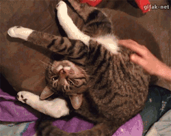 gifak-net:  Yoga cat [video]   It took me like a solid minute