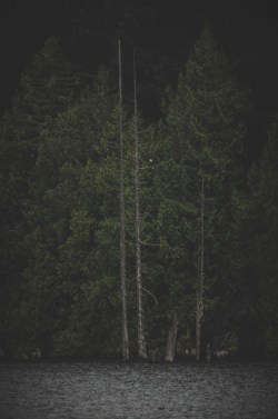 deeplovephotography:  Perched Bald Eagleportfolio | flickr |
