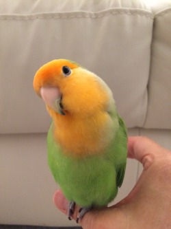 whenlifegivesyouconures: tinynestling:  “Am I cute yet?”