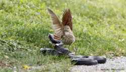 perceptionofadove:  fairy-wren:  Brown Thrasher vs. Black Rat
