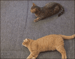 britlysue:  cutsycats:  Lazy cat isn’t much help in a fight