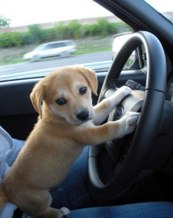 therelatablepost:  beautiful blog full of baby animals!  If only he wasn&rsquo;t driving a ford