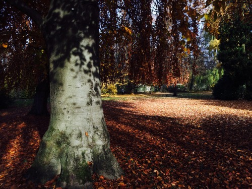 from a few weeks ago, visiting Germany Nov 2015. all the fall beauty ðŸ‚ðŸ