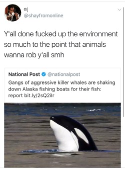 namikawas: weavemama:  maybe gangster whales is what we need