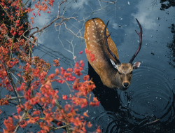 megarah-moon:“Deer In Nara Japan” by  PK.DVD  