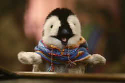 disney:  themuppets:  Who is this impossibly cute penguin? Find