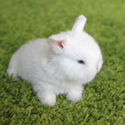 mybbbunny:  Enjoying the “grassy” indoors.